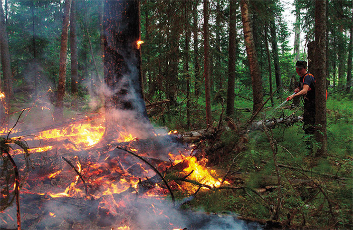 Грибы с «огоньком» 4