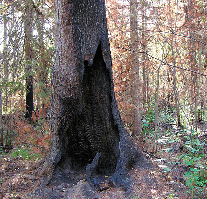 Грибы с «огоньком» 7