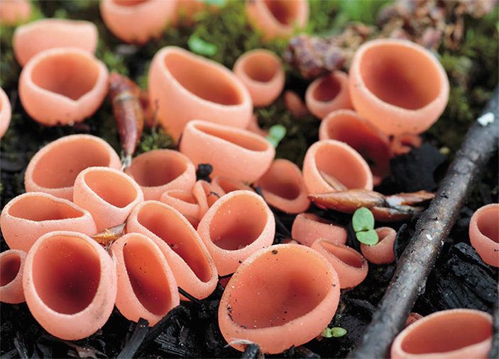 Грибы с «огоньком» 8