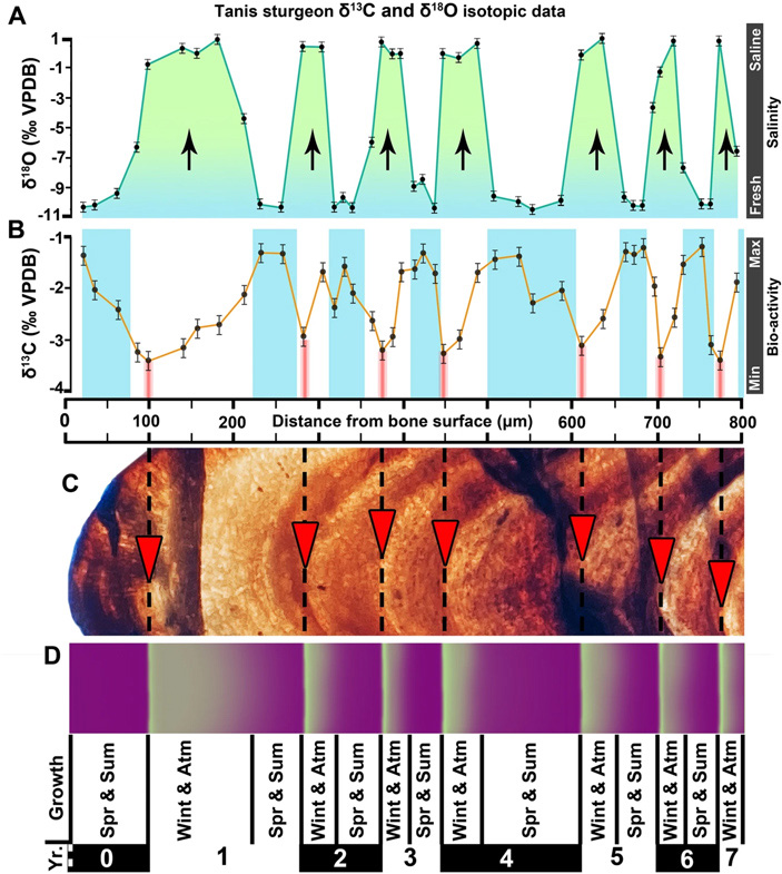 Рис. 3. Рост кости одного из описываемых осетров. Сезонные колебания δ18O
