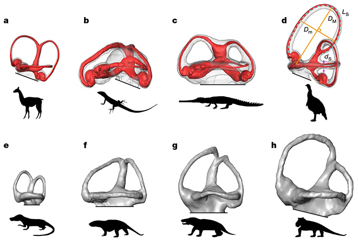 Рис. 4. Строение полукружных каналов у разных представителей наземных позвоночных