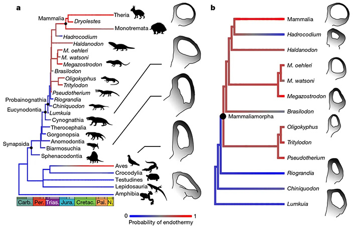 Рис. 5. Эволюционное дерево синапсид