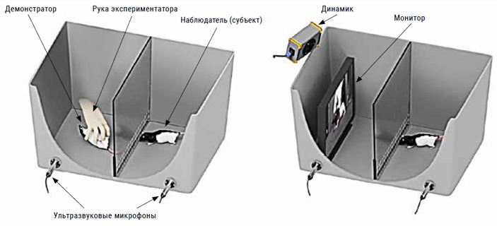 Крысе-наблюдателю весело, когда при ней щекочут другую крысу