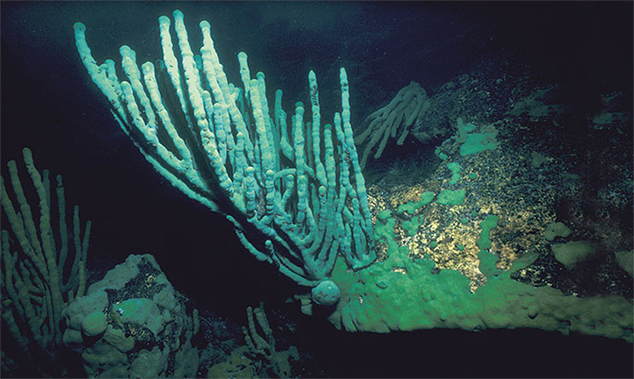 Губки могут полностью восстановить свое тело буквально из кучки отдельных клеток