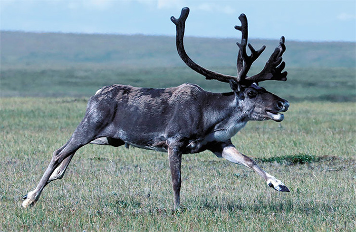 Самец дикого северного оленя