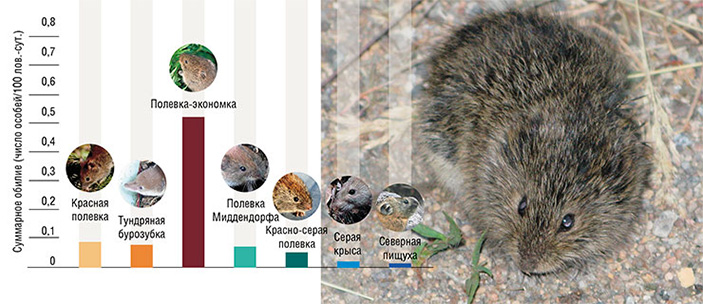 Полевка Миддендорфа