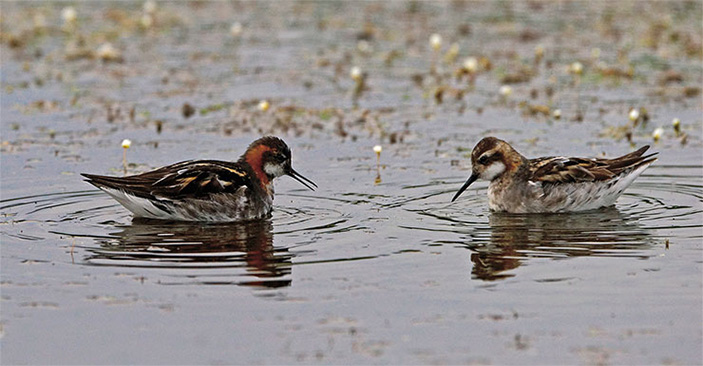 Круглоносые плавунчики