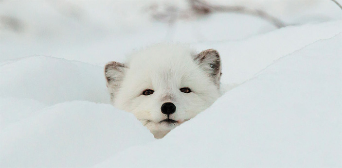 Перепись в таймырской лесотундре: лапы и крылья 1