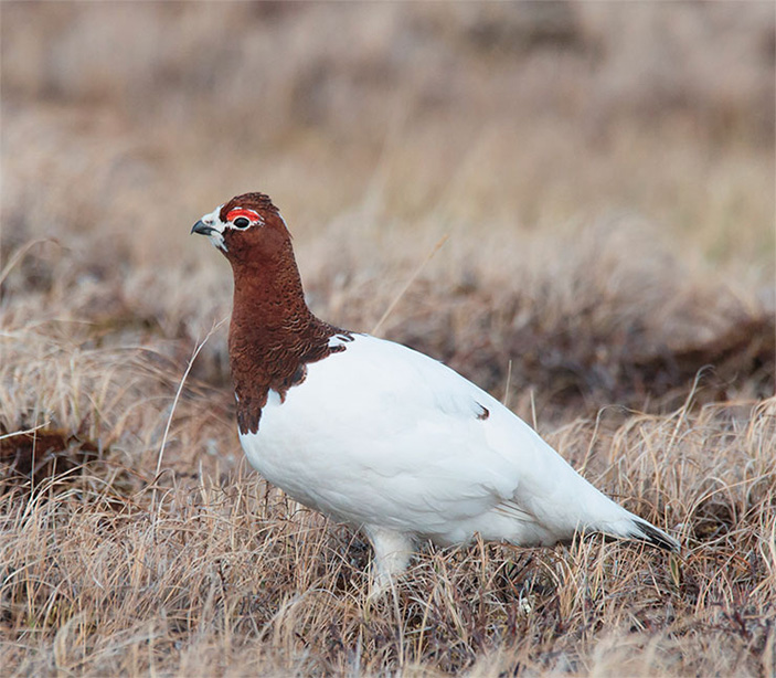 Самец белой куропатки