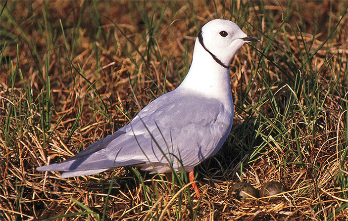 Розовая чайка