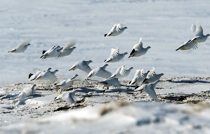 Перепись в таймырской лесотундре: лапы и крылья 25