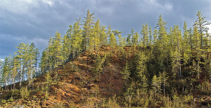 Перепись в таймырской лесотундре: лапы и крылья 4