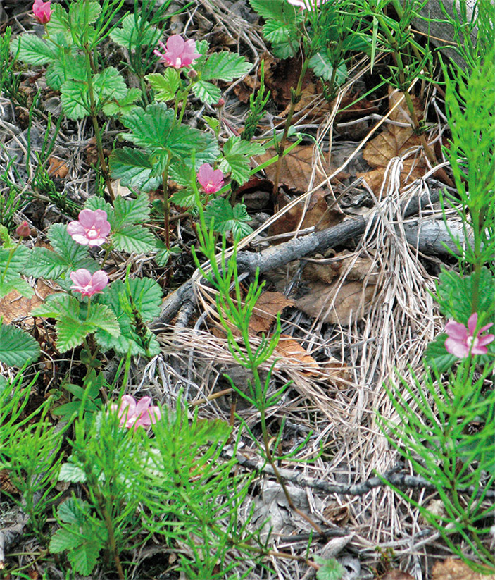 Цветет княженика, или малина арктическая
