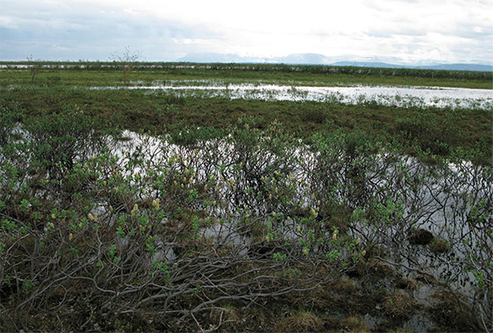 Типичный ландшафт таймырской лесотундры