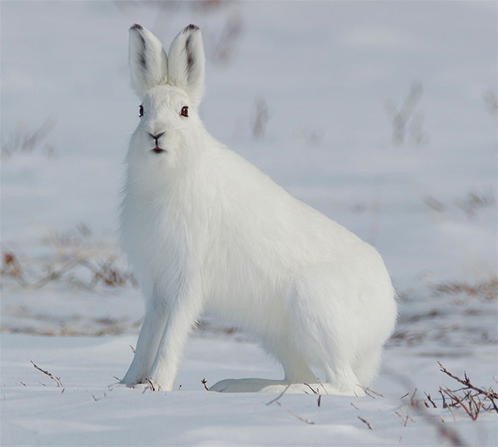 Зайцы-беляки