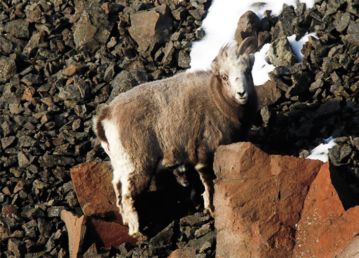 Только что ягнившаяся самка не отходит от детеныша, прикрывая его своим телом