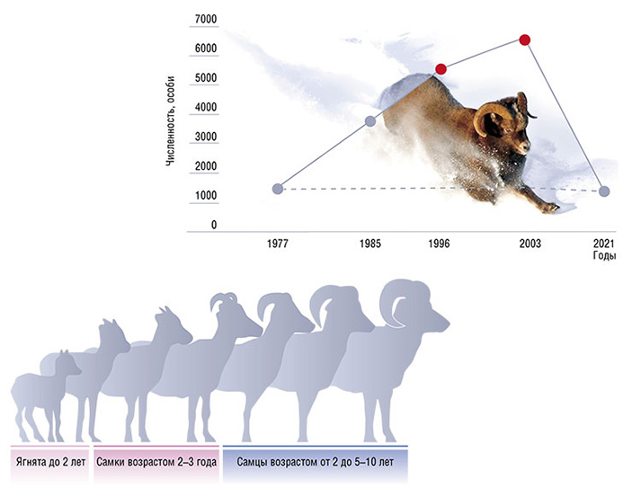 Динамика численности путоранских снежных баранов за последние 55 лет