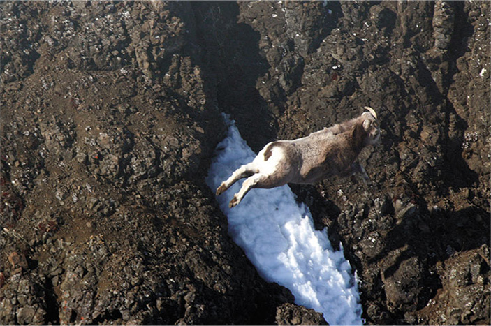 Толстороги плато Путорана 19