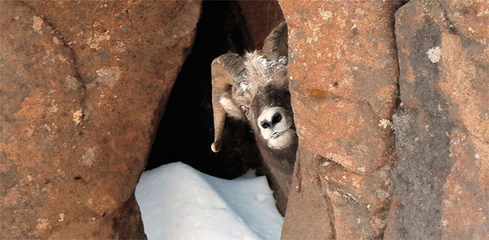 Толстороги плато Путорана 1