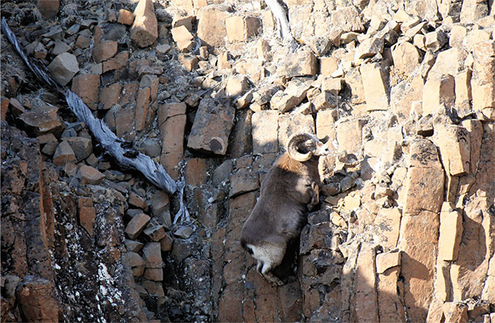 Может, путоранские снежные бараны и не умеют летать, но соревнования по прыжкам и скалолазанию они выиграют наверняка