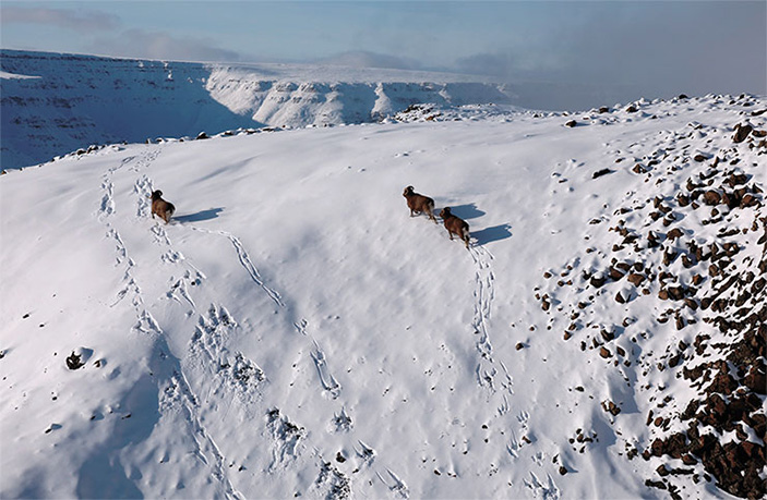 Самцы путоранских толсторогов неохотно удаляются, потревоженные людьми