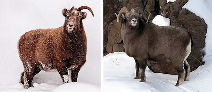 Взрослые самец и самка снежного барана путоранского подвид