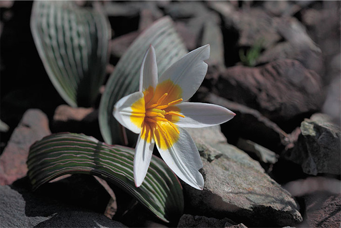 Тюльпаны Кауфмана