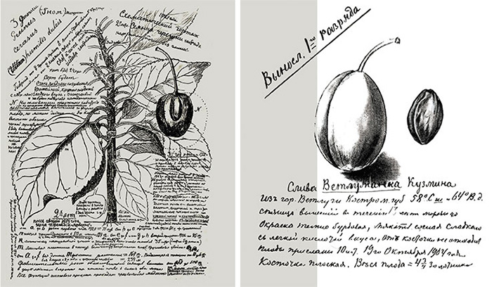 Страницы из дневника И. В. Мичурина