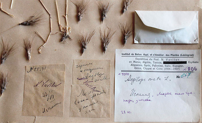 Гербарий и семена однолетнего травянистого растения эгилопса овального