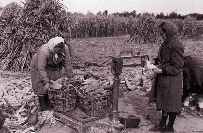 Взвешивание урожая кукурузы