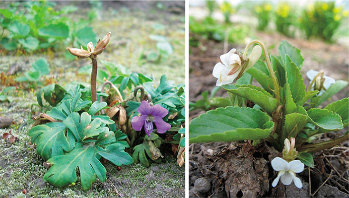 Сибирские фиалки