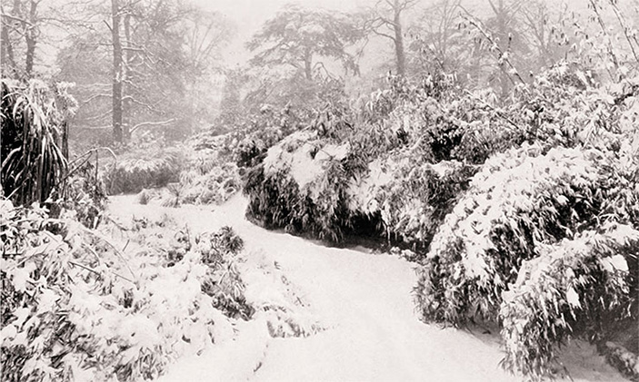Сад бамбука в Королевских ботанических садах Кью