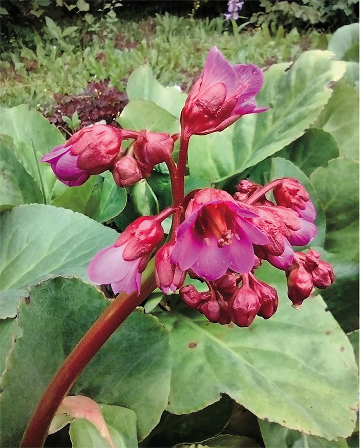 Бадан толстолистный