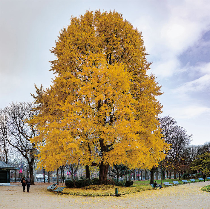 Гинкго двулопастный