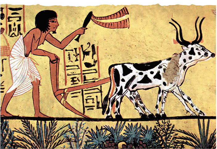 Интродукция растений – академическая «золушка»? 4