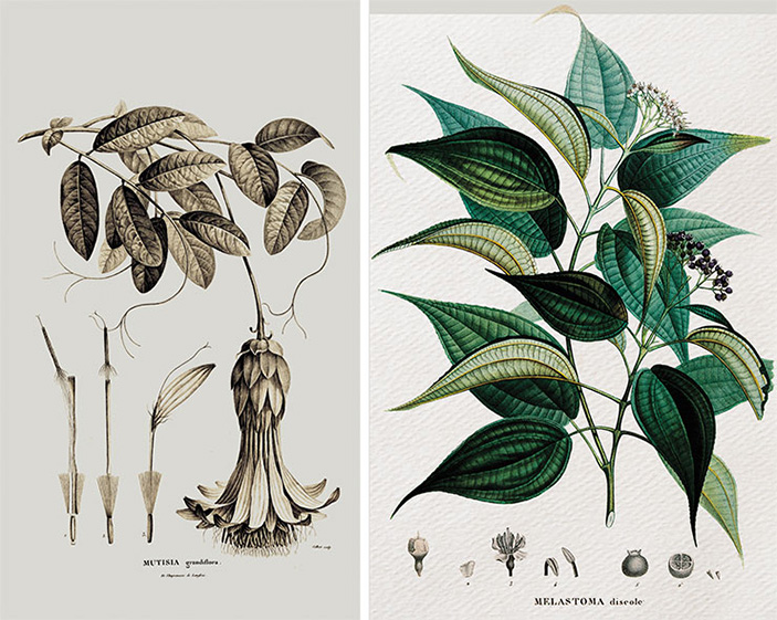 Мутизия грандифлора и Меластома бесцветная