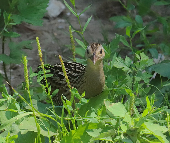 Фото 3. Окраска коростеля хорошо скрывает его среди любой растительности