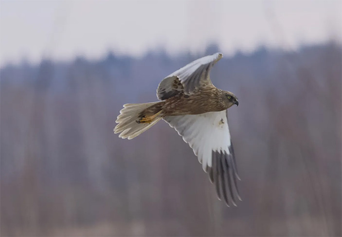 Фото 4. Самец болотного луня Circus aeruginosus