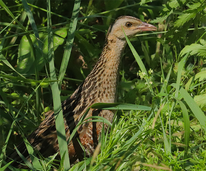 Фото 5. У коростелей замечательный слух
