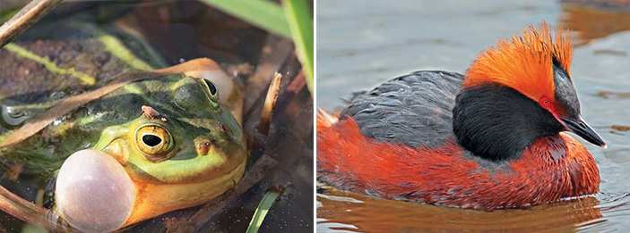 Прудовая лягушка и красношейная поганка