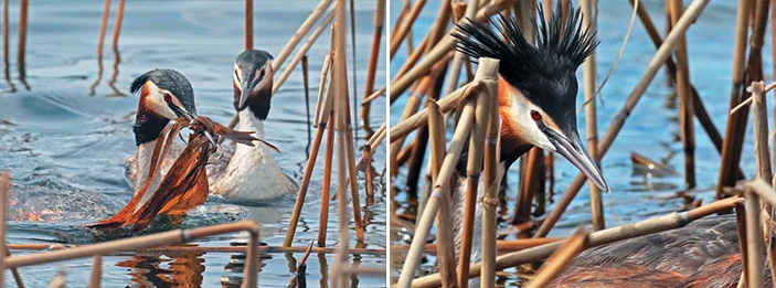 Большая поганка