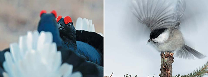 тетерева и буроголовая гаичка