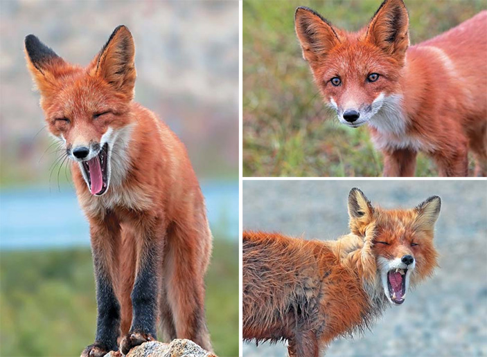Лисица обыкновенная