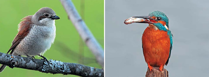 сорокопут и зимородок