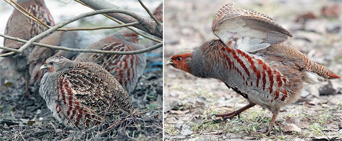 Серая куропатка