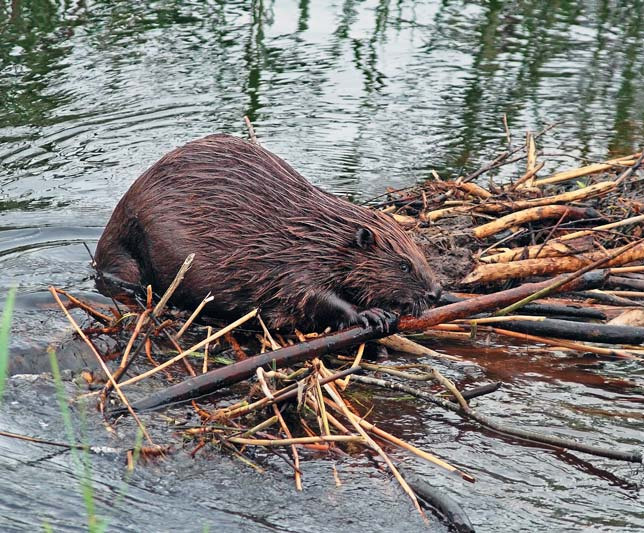 Бобр обыкновенный