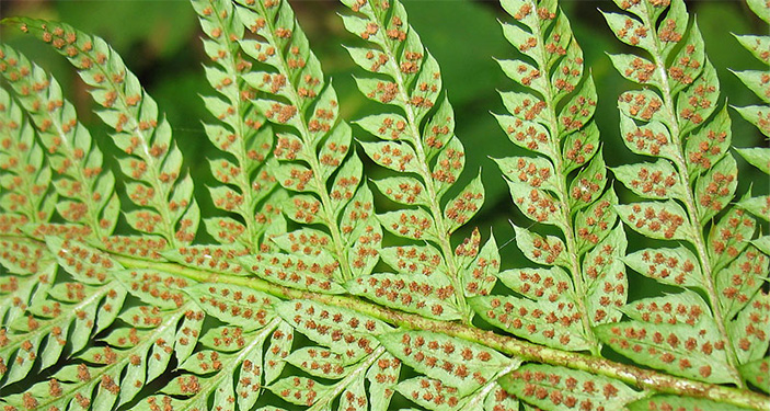 Папоротник