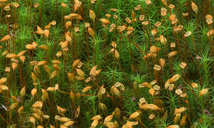 Кукушкин лён