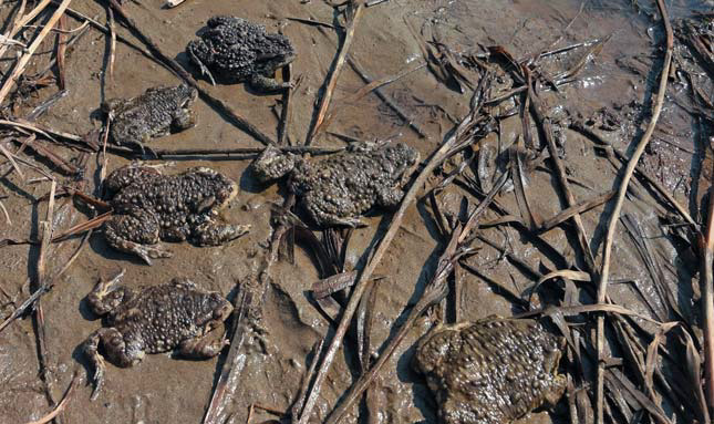 Массовое перемещение жаб с зимовки