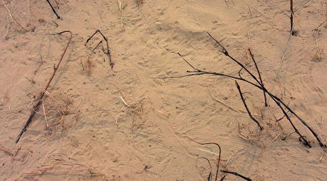 Тропы жаб, вышедших с зимовки из Амура